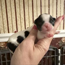 Cupid - Black and white male Shihpoo puppy in Whitehall 18052, Pennsylvania from Lilli’s Shih tzus and Shih poos