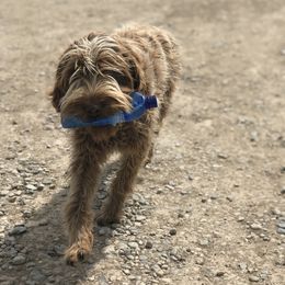 Belle - Wirehaired Pointing Griffon