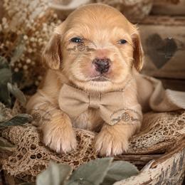 Mr. Blue-2200 - Red male Dachshund puppy in Ocala/Gainesville, Florida from From the Heart Doxies