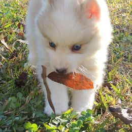 Pomsky and Siberian Husky Puppies from Beastly Beauties Huskies & Pomskies