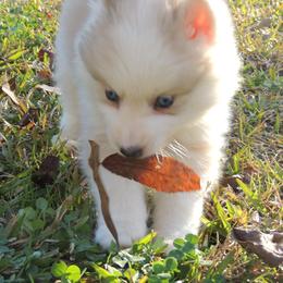 Pomsky and Siberian Husky Puppies from Beastly Beauties Huskies & Pomskies