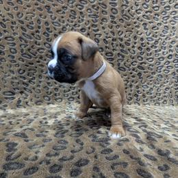 Girl 1 - female Boxer puppy in Anderson, South Carolina from Stillwater Kennel