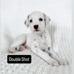 Double Shot - LUA long coat - White and black male Dalmatian puppy in Davenport, Florida from Sunny Jewels Dalmatians