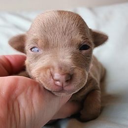 Boy 5 - Silver and white male Teddy Roosevelt Terrier puppy in Claremore, Oklahoma from Travelin' Man Terriers