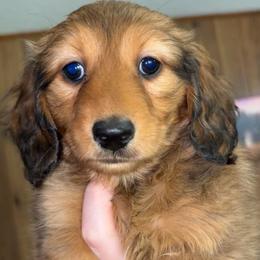 Bonnie (RUSSIAN LINES) - Red female Dachshund puppy in Goldthwaite, Texas from Mini Mama Dachshunds