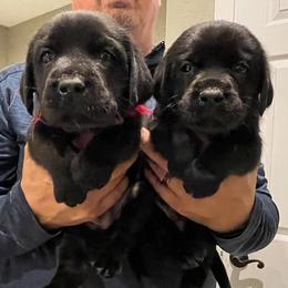 Girl 2 - Black female Labrador Retriever puppy in Hutto, Texas from Texas Bluebonnet Labs