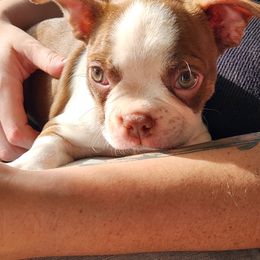 Moose - Boston Terrier