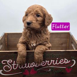Flutter - Red  female Goldendoodle puppy in Neillsville, Wisconsin from Granton Creek