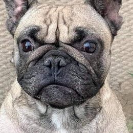 Gigi - French Bulldog