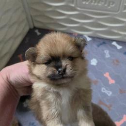 Boy 2 Merle - Chocolate merle male Pomeranian puppy in Maplefalls, Washington from Snow peak poms