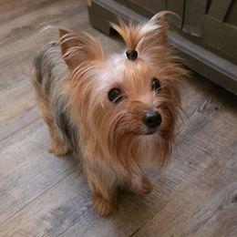Apollo - Yorkshire Terrier