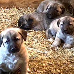 Kangals from Shadow Wings Farm