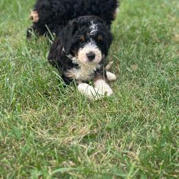 River - Tri-color male Bernedoodle puppy in Moulton, Iowa from Shondel Puppy Paws