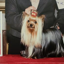 Yorkshire Terriers from Sharon Reboulet