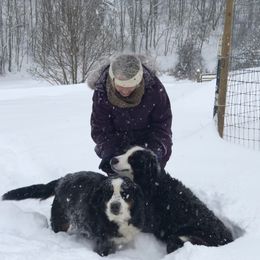 Bernese Mountain Dog Puppies from Bernese Bunker
