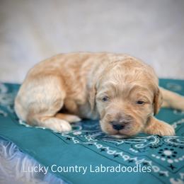 Miss Turquoise - Apricot female Australian Labradoodle puppy in Wake Forest, North Carolina from Lucky Country Labradoodles