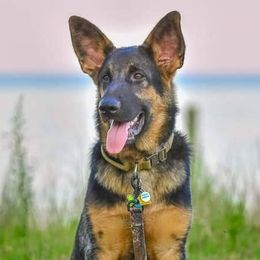 German Shepherds from Jones AKC German Shepherds