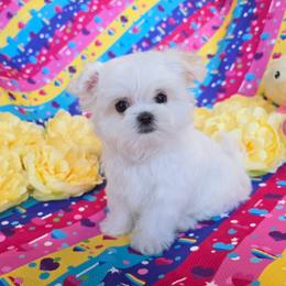 Charlotte - White female Maltese puppy in Fresno, California from Soua's Pups