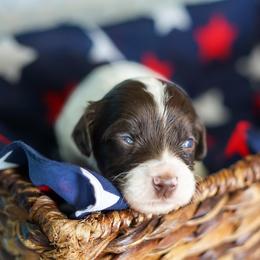 Tank - Chocolate male Australian Labradoodle puppy in Dawson, Georgia from Still Pond Australian Labradoodles