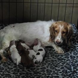 Chocolate Dapple Piebald Boy 1 - Dapple male Dachshund puppy in Choctaw, Oklahoma from TS Performance Horses & Dachshunds