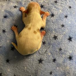 Yourk - Gold and white male Chihuahua puppy in Red Bluff, California from Aye Chihuahua