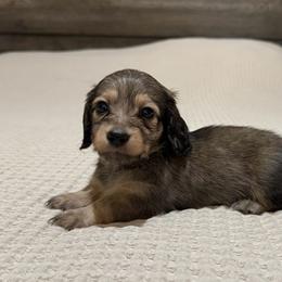 Shaded cream girl - Cream female Dachshund puppy in Defuniak Springs, Florida from Anastasia Knight's Cocker Spaniels