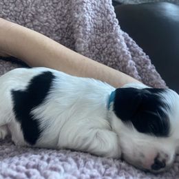Cocker Spaniel Puppies from Lady K Cocker Spaniels