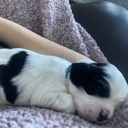 Cocker Spaniel Puppies from Lady K Cocker Spaniels