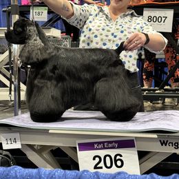 Jackson - Cocker Spaniel