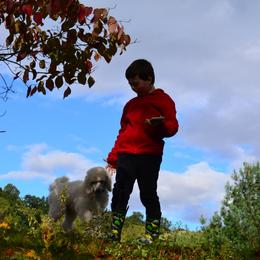 Poodle Puppies from D and D Standard Poodles