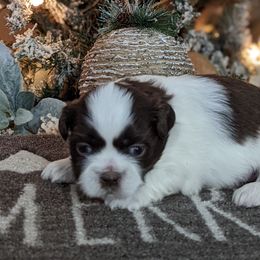 Boy 4 - Brindle and white Shih Tzu puppy in Marion, Illinois from Jackie Lange's Shih Tzus