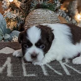 Boy 4 - Brindle and white Shih Tzu puppy in Marion, Illinois from Jackie Lange's Shih Tzus