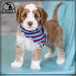 Australian Labradoodle Puppies from South Mitten Labradoodles