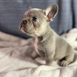 Boy 2 - Tricolors male French Bulldog puppy in Minco, Oklahoma from Findley’s Furbabies