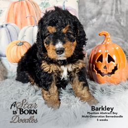 Bernedoodle Puppies from A Star is Born Doodles