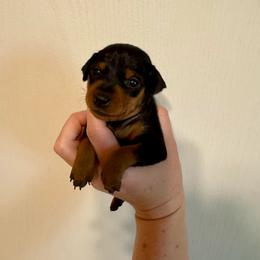 Riley - Black and tan female Miniature Pinscher puppy in Eatonton, Georgia from TNT Puppies