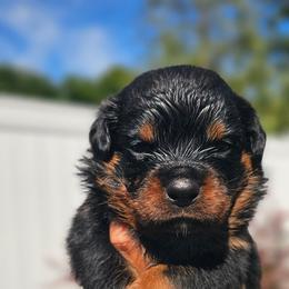 Yellow male - Black and mahogany male Rottweiler puppy in Preston, Connecticut from Von Turm Hügel Rottweilers