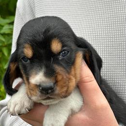 Male 2 - Black brown and white male Basset Hound puppy in Lindley, New York from Hill Top Basset Hounds & Cane Corso