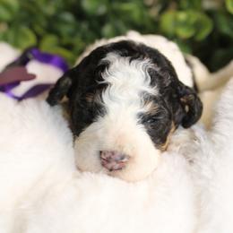 Black Tri Female - Phantom female Poodle puppy in Belgreen, Alabama from Scott’s Farm Poodles and Doodles