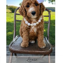 Lexie - Red  female Goldendoodle puppy in State Road, North Carolina from Must Love Doodles
