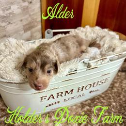 Alder - Dapple male Dachshund puppy in Atwood, Oklahoma from Holder’s Doxie Farm