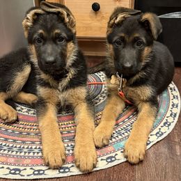German Shepherd Puppies from Sand Hill Shepherds & Setters