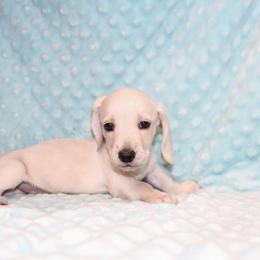 Millie 3000 - Cream female Dachshund puppy in Coldwater, Mississippi from Mississippi Shorties Miniature Dachshunds