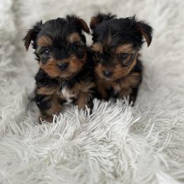 Maltese and Yorkshire Terrier Puppies from Happy Tail Pups