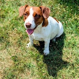 Waffles - Russell Terrier