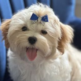 Maltese, Morkies, and Yorkshire Terriers from Royal Breeze Puppies