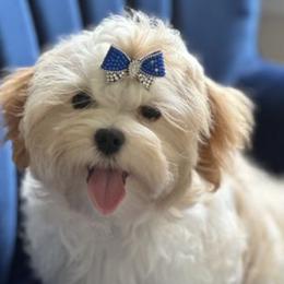 Maltese, Morkies, and Yorkshire Terriers from Royal Breeze Puppies