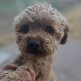 Snoop - Cavapoo