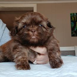 Buddy - Liver male Shih Tzu puppy in Brodnax, Virginia from KBs Shih Tzu Babies