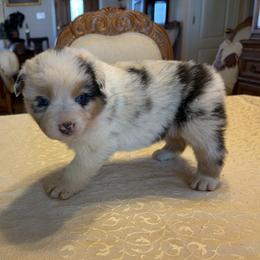 Boy 4 - male Australian Shepherd puppy in Esparto, California from Cutting Up Ranch  Australian Shepherds